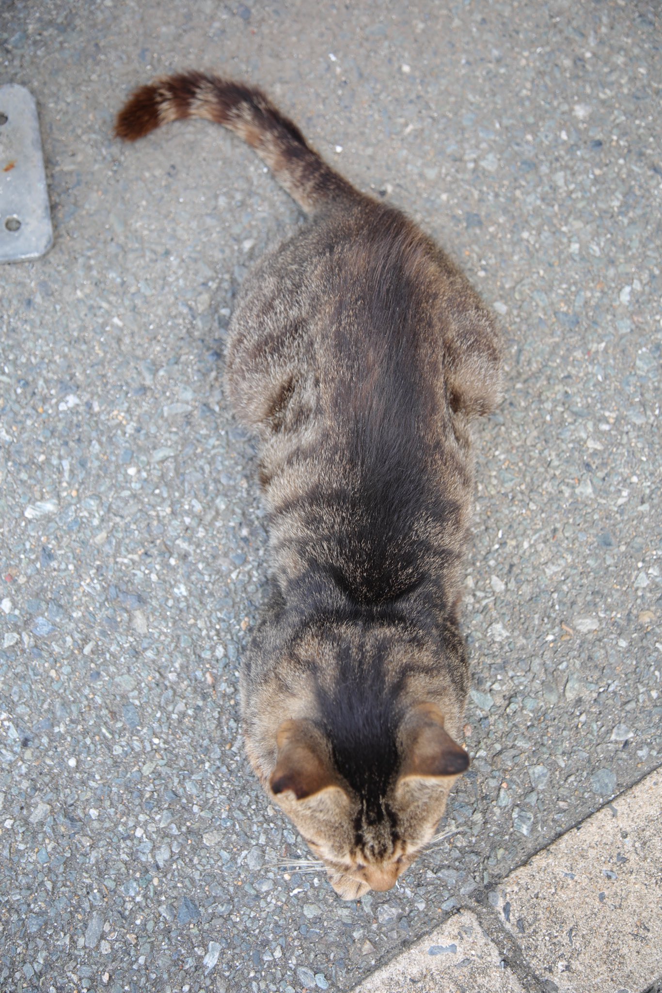 公式】雑誌ねこ (@neko_magazine) / X