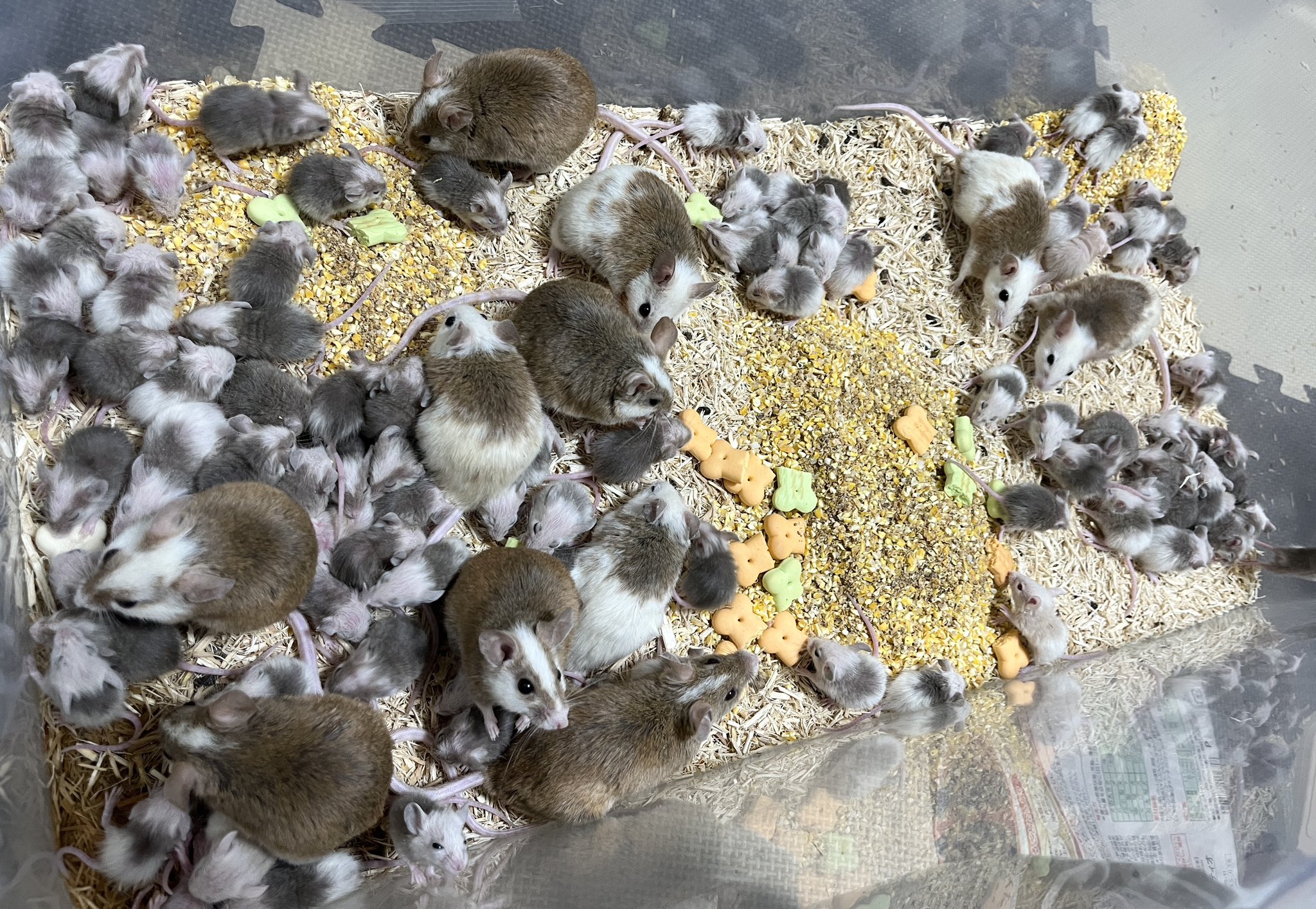 ヤワゲネズミ - Search / X