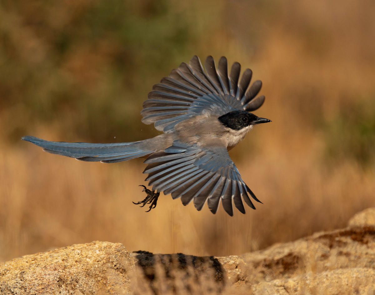 Azure-winged / Iberian Magpies are quite common in parts of Spain, so I thought I'd try for a flight shot 😀