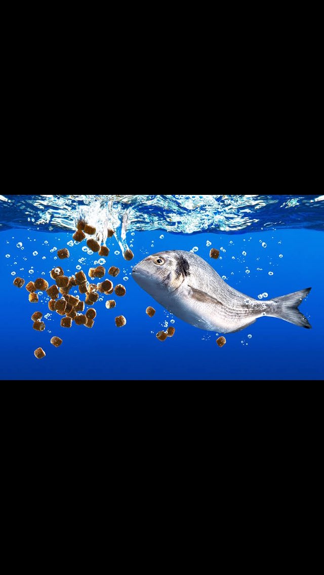 locksvet's tweet photo. Find your quality fish food in any of our branches
#locksvet #lockfamily #locksworld https://t.co/uqra2TrCIG
