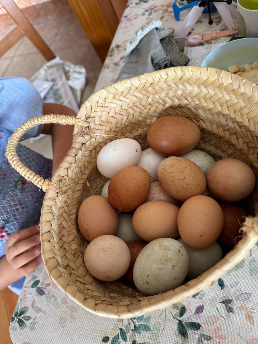 realgmhacker's tweet image. Just from 2 days. Are you working harder than my chickens?