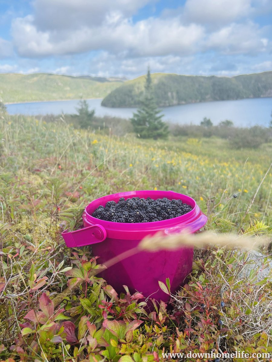 downhomelife's tweet photo. Nothing beats berry picking in the morning. ☀️

Thank you to Beulah Drake for sharing your photo with us (and hopefully some jam or delicious baked treat!) 🤤💜❤️🧡💙

#berrypicking #berrydesserts #berryrecipes #blackberryrecipes #newfoundland #labrador #nl #downhome https://t.co/6OVdwnNWle