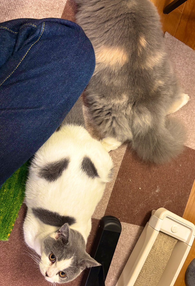 ちなみにぽんは神に再昇格したからか、色紙がちゃんと売れるようになってきているようです（笑）！！！！！

次の会場ではみみぽんうしてん、誰が人気なんだろうか、というのもなんだか密やかな楽しみです（笑）。

写真は足長、足中、足短の共演です。