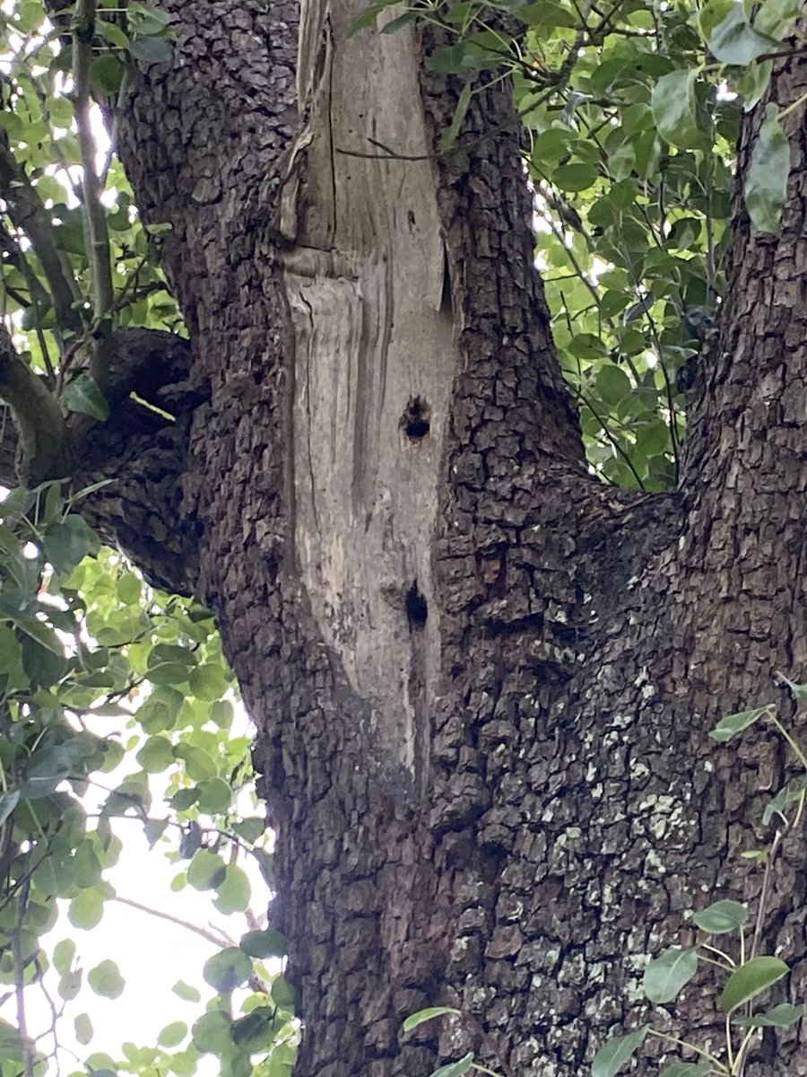 This year I’ve been obsessed with the complex ecology of LSW in particular theorising their potential status in Herefordshire. Just visited an orchard with recent records where you can see how tiny the nest hole is: first image is GSW, second LSW <a href="/lesserspotnet/">LesserSpot Network</a> <a href="/HerefsBirds/">HerefordshireBirds</a>