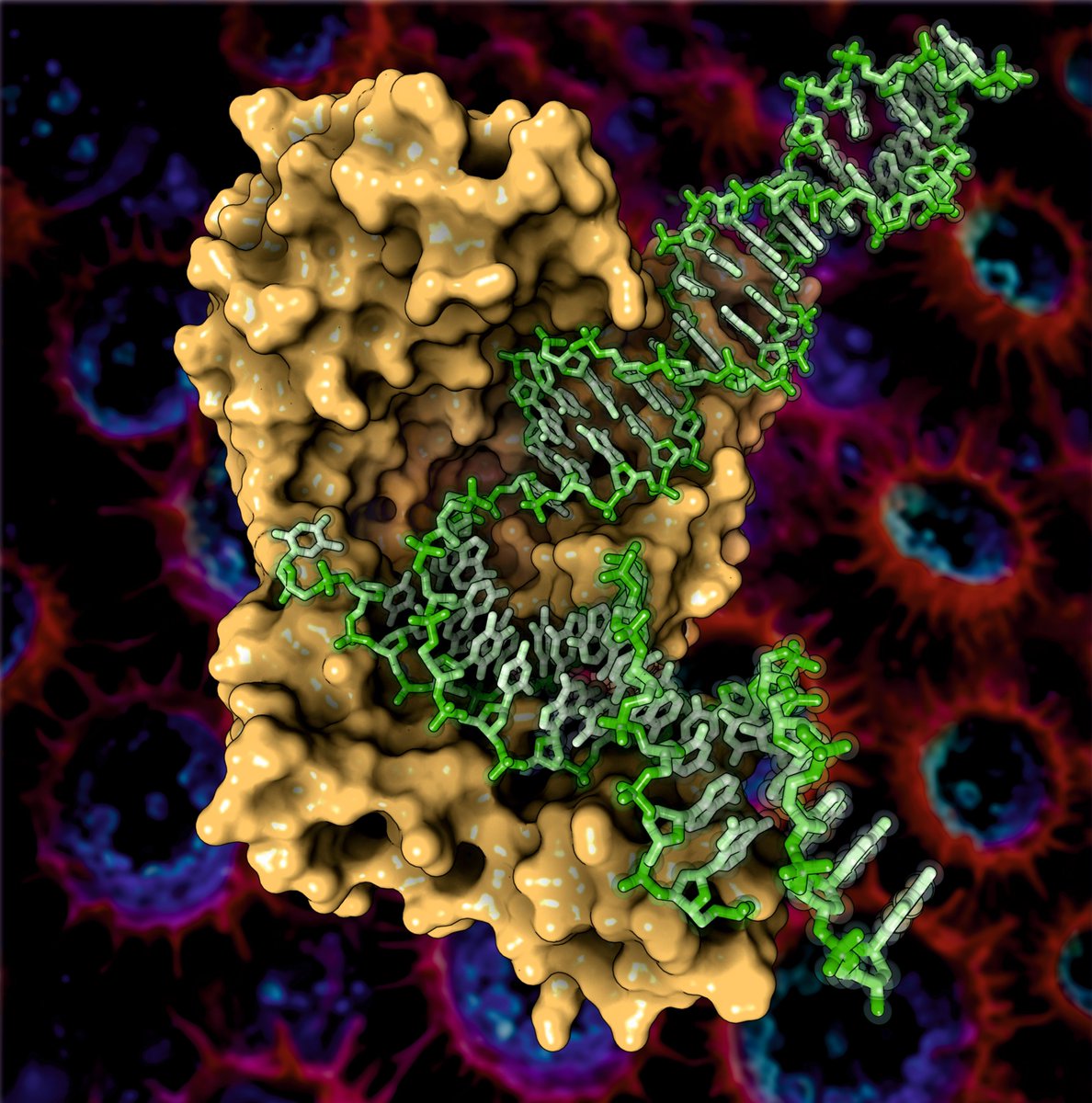 Here you can see a cryoEM structure of human FAN1 protein in complex with 5' flap DNA substrate (PDB code: 9EO1)

Rendering by Francisco J. Enguita (<a href="/fenguita/">Francisco J. Enguita</a>) made with #ProteinImager

3dproteinimaging.com/protein-imager…

#SciArt #molecularart #fanconi #dna #huntington #cryoem