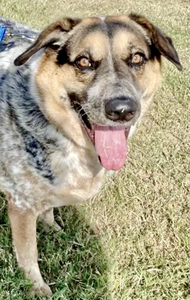 I'd take DUKE  #A383540 in a heartbeat 💓 if ONLY I could! 3 yo GSD mix. 

I'm fascinated by his LOYALTY &amp; his BEAUTY !   He's discerning &amp; beyond SMART. He knows who he is. He wants to know who YOU are.

Love him, &amp; he'll give you that INCOMPARABLE 💖.  Show him you care, give