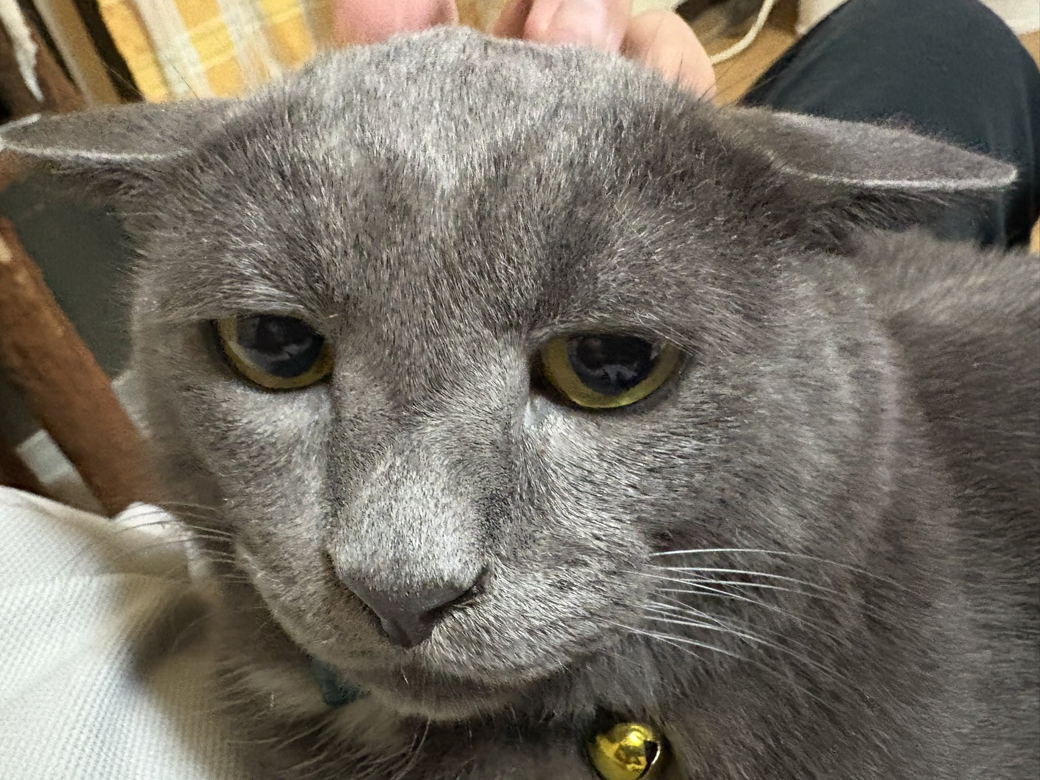 ねこ。 4897039893330-S.jpg