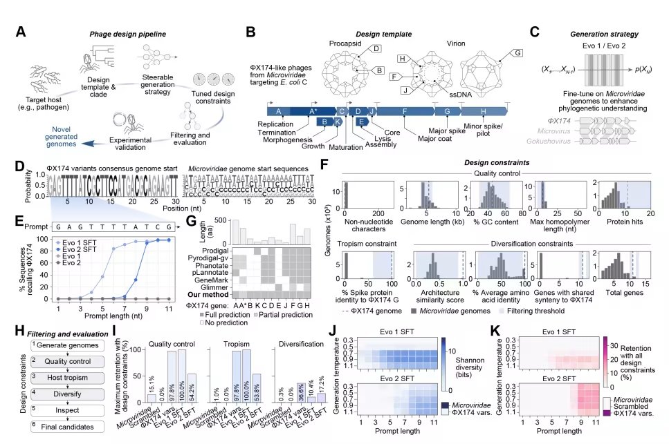 CreaBioarray's tweet image. World’s first AI-designed viruses: a step towards AI-generated life. biorxiv.org/content/10.110…