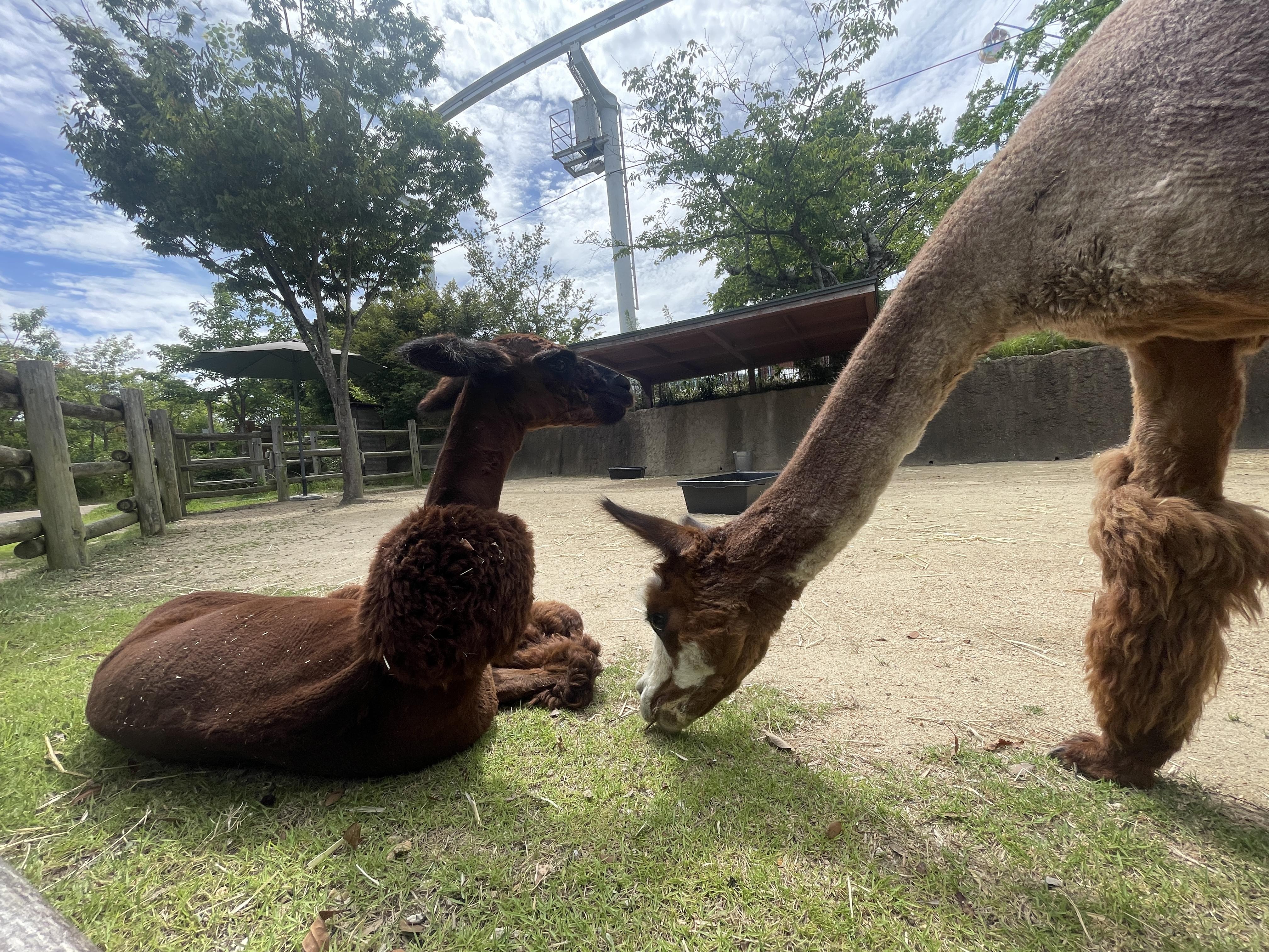 ときわ動物園（公式） on X: 