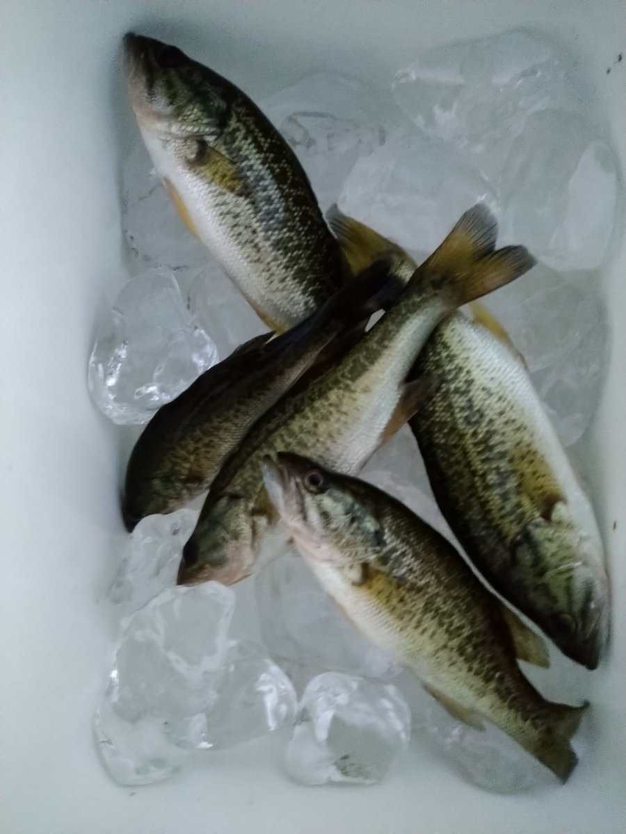 今日はミニバス5匹でした💦
鳥人間コンテストの放送席がある場所で釣ってました
今は開催期間じゃないので、放送席もプラットフォームも撤去されてますがw