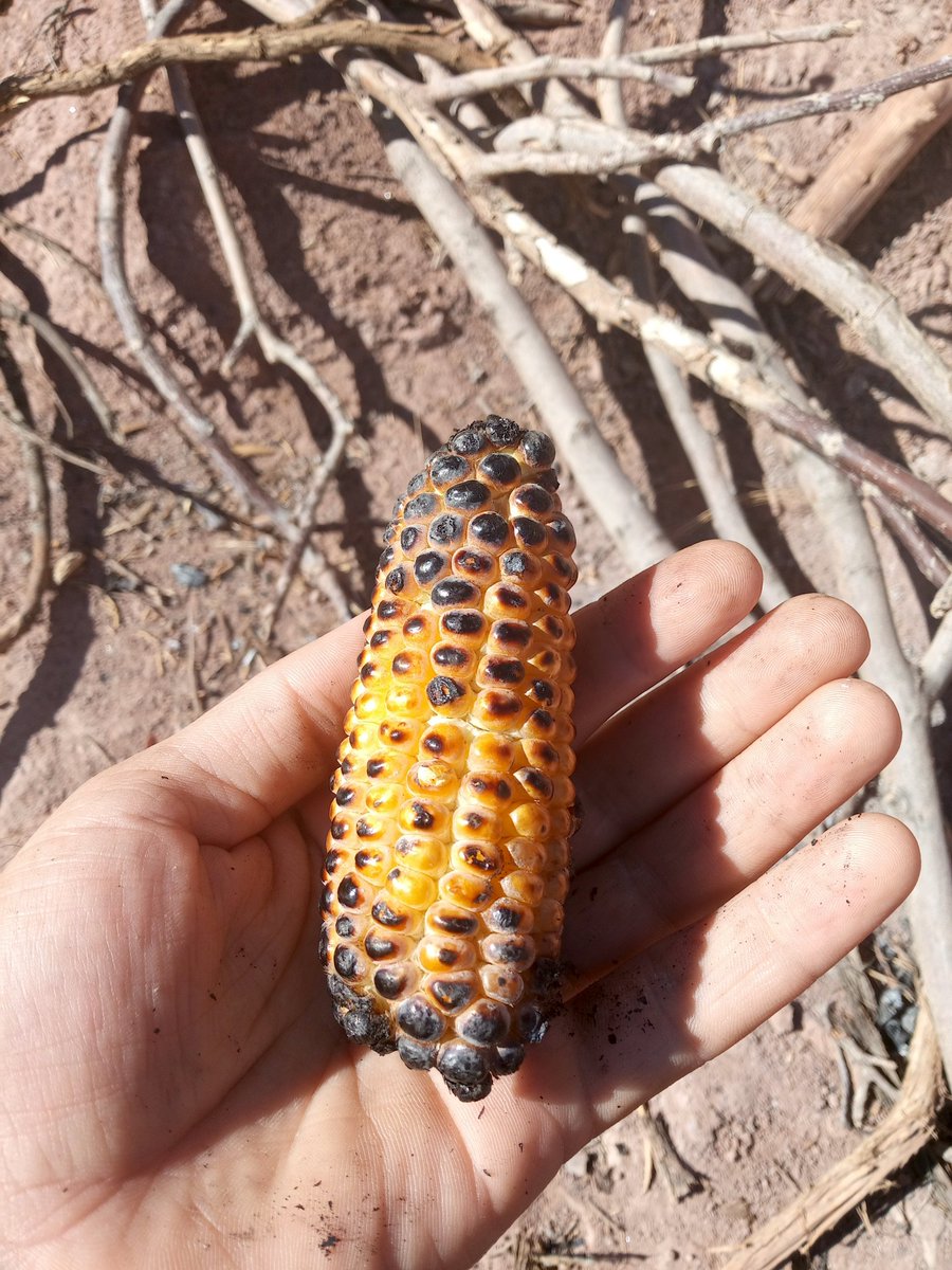 Mohammed Ben Omar⚽🇲🇦 tweet media