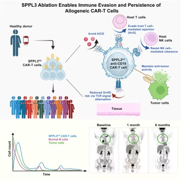 CreaBioarray's tweet image. Glycan shielding is a promising direction for optimizing universal CAR-T therapies. cell.com/cell/fulltext/…