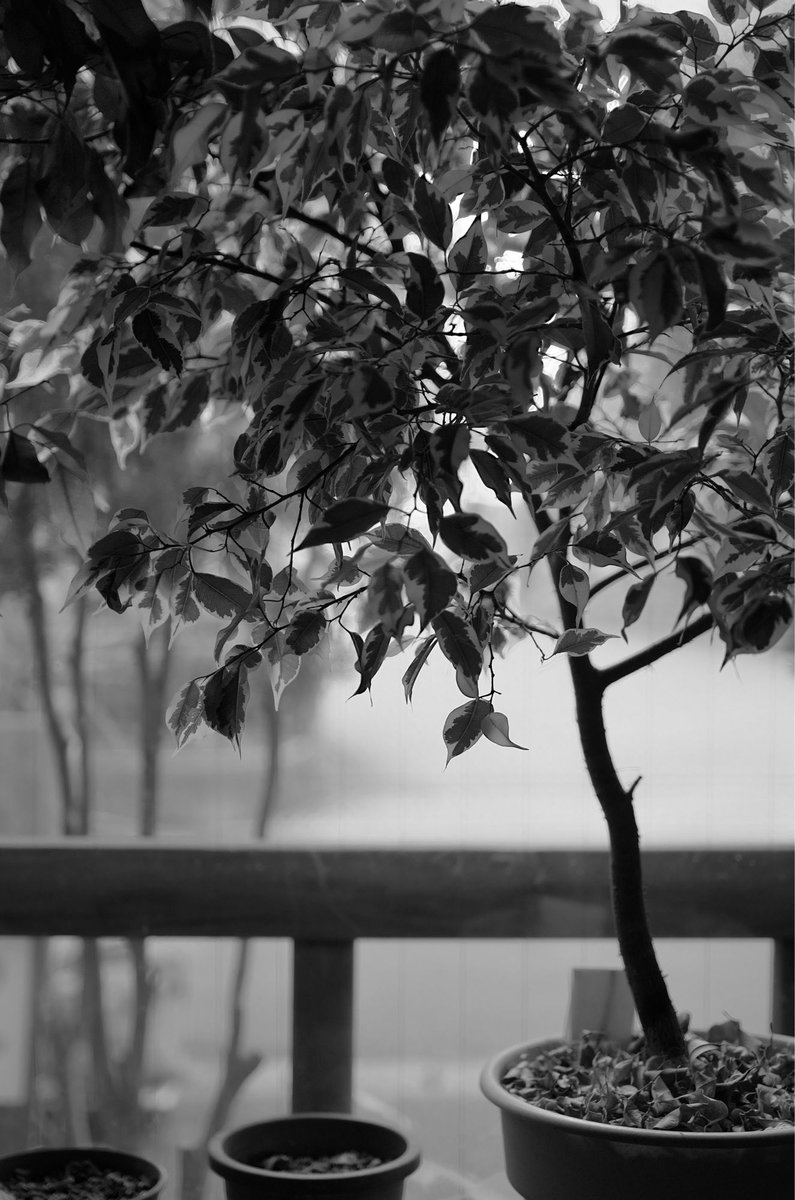 momotuyon's tweet image. こんばんは
2018年9月25日の写真です
#monochrome
#pentax #K5 #FA35