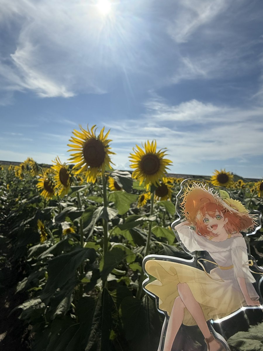 UINUI__fantasy's tweet photo. この間やっと満開の向日葵をひまちゃんと一緒に見に行けた❕🌻✨
毎年、向日葵が咲くタイミングとか合わなくて見に行くのがもう元気なくなった時だったから初めて元気なとこ見れてうれしー✌︎
私生活バタバタで合間を縫っての小旅行だったけど行ってよかった‼️

#みてみてひまち 
#ひまぐま https://t.co/muRhm8LUmS