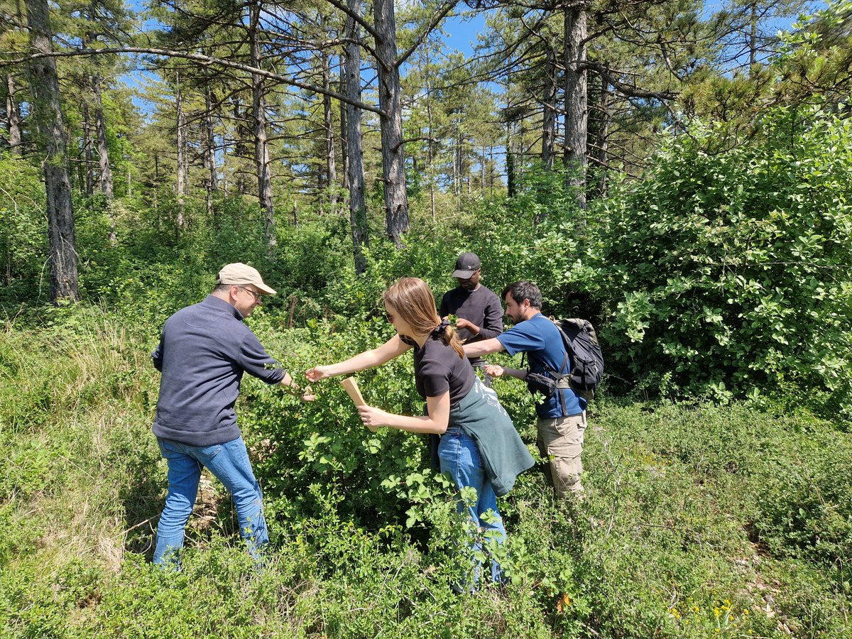 wheatpath's tweet image. 📣 offre de #stage #Master2 #IngénieurAgro 🧑‍🎓 début 2026 @INRAE_IDF #BIOGER #AgroParisTech en #phytopathologie, #épidémiologie végétale, #écologie : "Etude de la survie de la #rouille noire du #blé, entre compartiments naturel et cultivé".
Détails ici ▶️ bioger.versailles-saclay.hub.inrae.fr/equipes-et-pla…