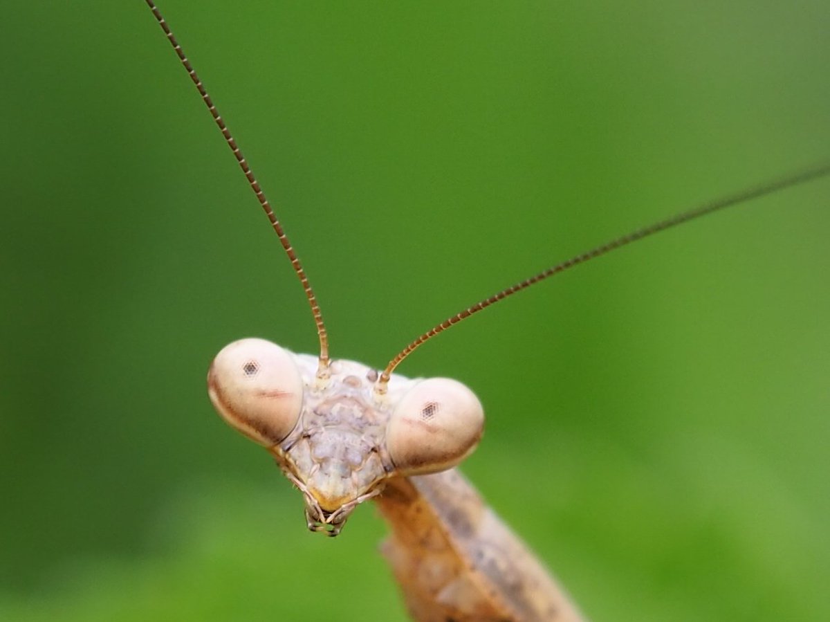 コカマは改めて見ると独特の面白い顔だな