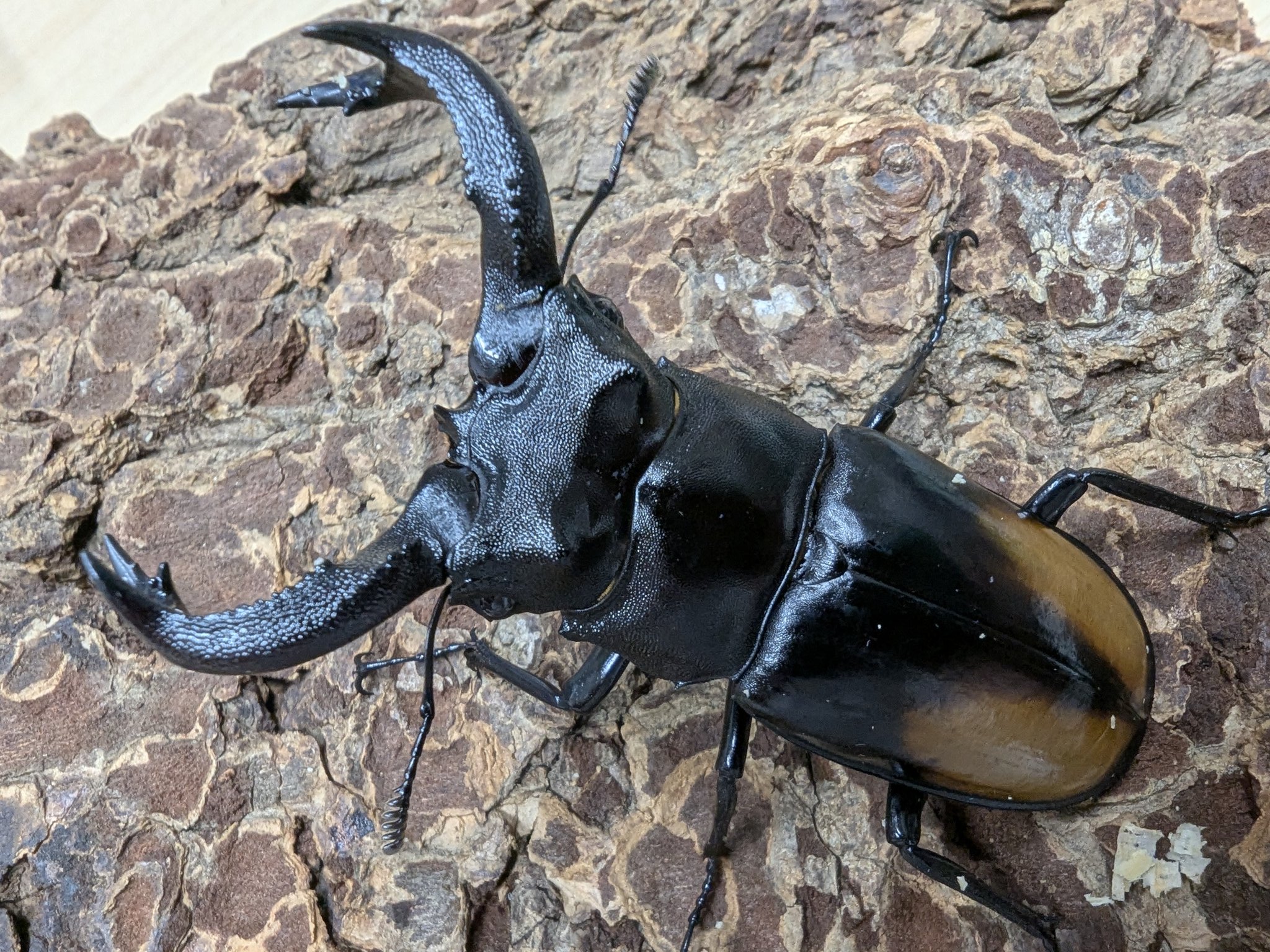 ビートルshopななつぼし (@b_shop_7star) / X