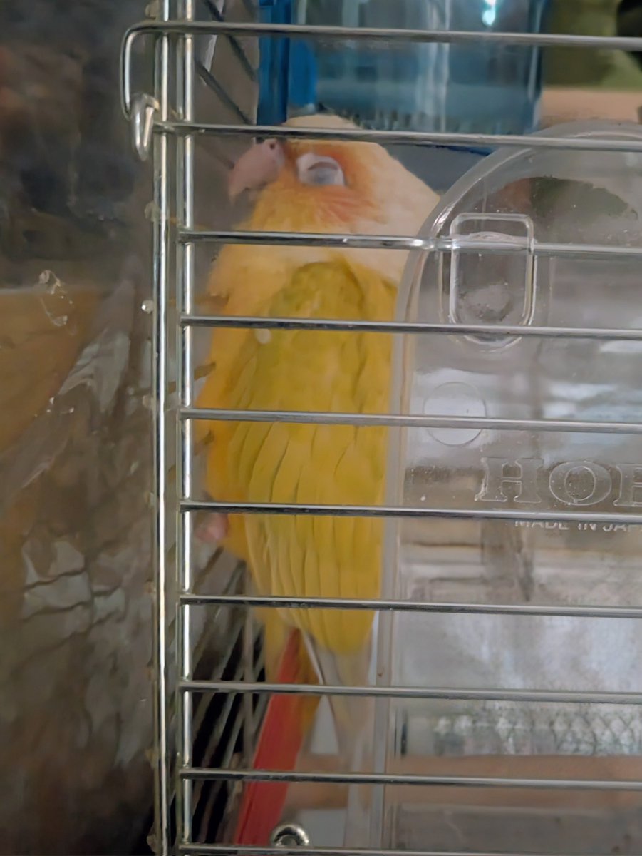 金運インコ お取り寄せ商品】小鳥の遊び場 フォージングウッド MLP-130
