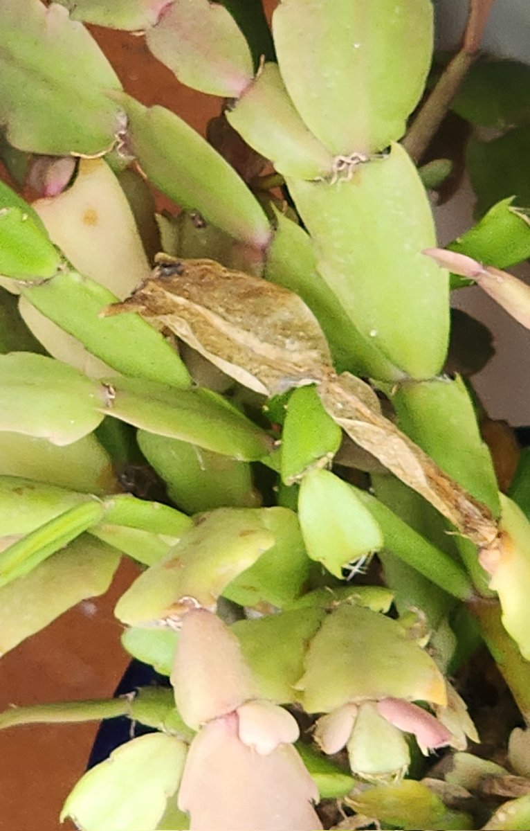 qpghp's tweet image. #다육이 너무 귀여워 🌵💚
작은 #잎마다 생기가 가득하고
손끝으로 살짝 스치면
조그만 생명력이 느껴진다 🌱
햇살 아래 반짝이며
조용히 자라는 모습에
마음이 살며시 미소 짓고
하루가 포근해진다 ☀️