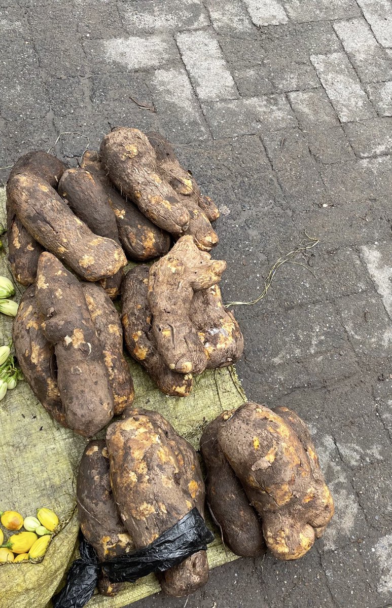 obaimoleelubo's tweet photo. Good morning x family 
Small yam is available for three 2500 
Sabo market ikorodu Lagos state 
I deliver worldwide https://t.co/4CGLmxS8Wg