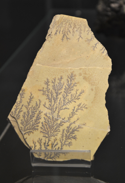 mncn_csic's tweet photo. 🤩¡Nuevo en el #blogMNCN! 'El sorprendente mundo de las dendritas minerales'. Estas cristalizaciones de óxidos de manganeso solían confundirse con restos fósiles vegetales debido a su apariencia, ya que recuerdan a helechos o ramas de árbol. Descubrid + https://t.co/YdMiI7sDsU https://t.co/ZVJJuyXtQK