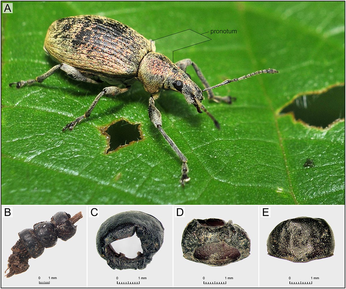 🅰ntiquity Journal tweet media