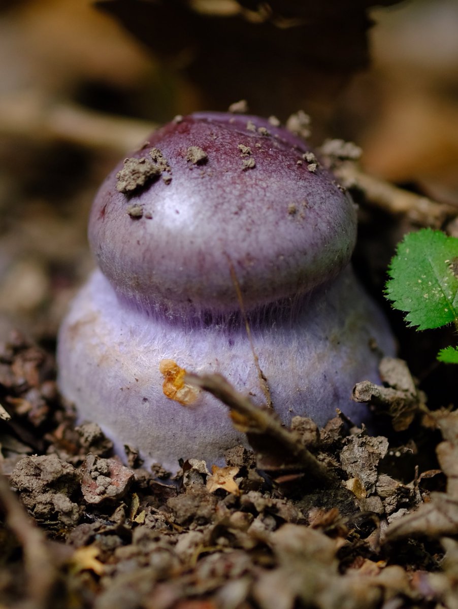 Alfred The Ordinary tweet media