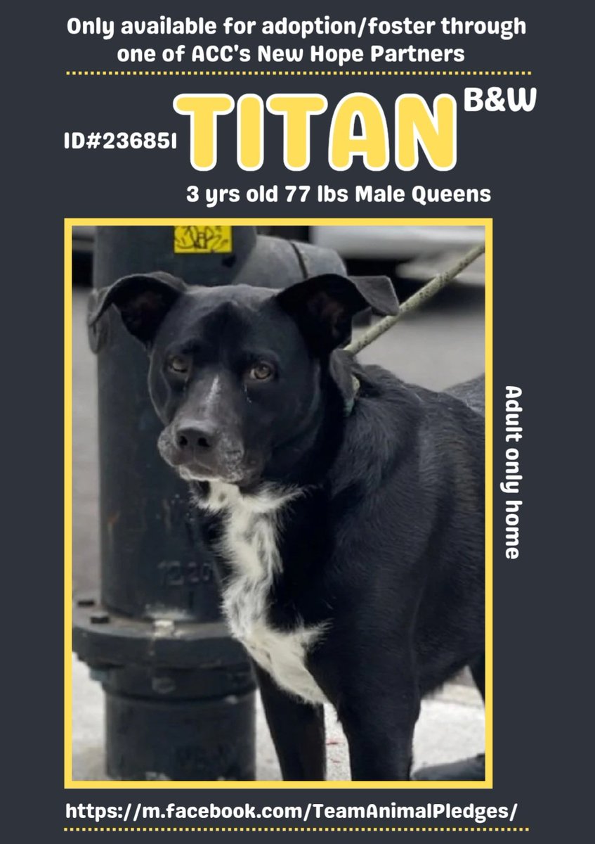 samj_jane's tweet image. 🎯NHO #NewDogontheBlock
nycacc.app/browse/236851 Owner Surr Handsome 3y Titan is feeling scared overwhelmed @ shelter retreats 2cage once warms up 2u hes loving+takes treats gently needs loving ✋ 2bring him bck 2 the boy he once was bfore being dumped Dm @CathyPolicky #PLEDGE