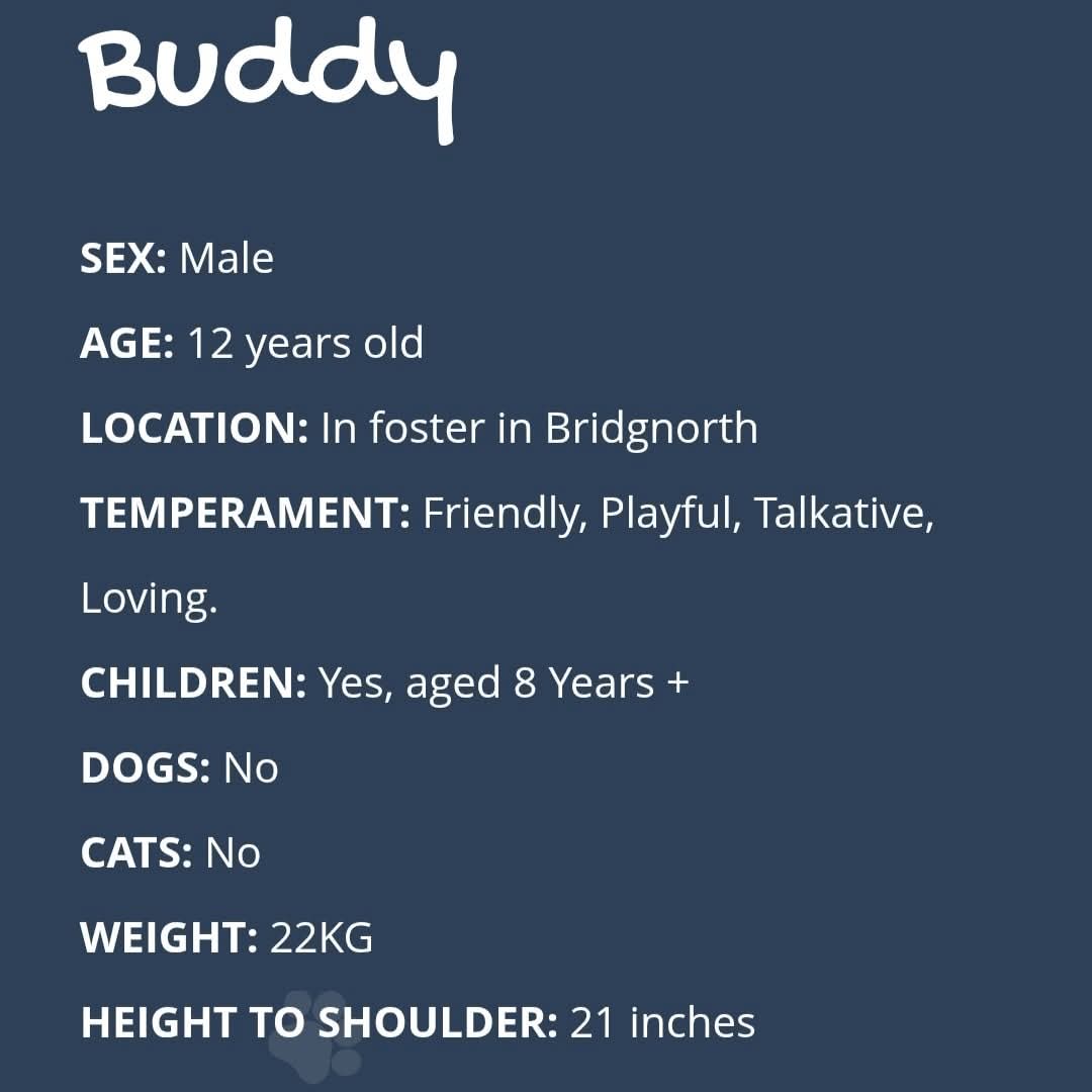 Senior Staffy Club Dog Rescue tweet media