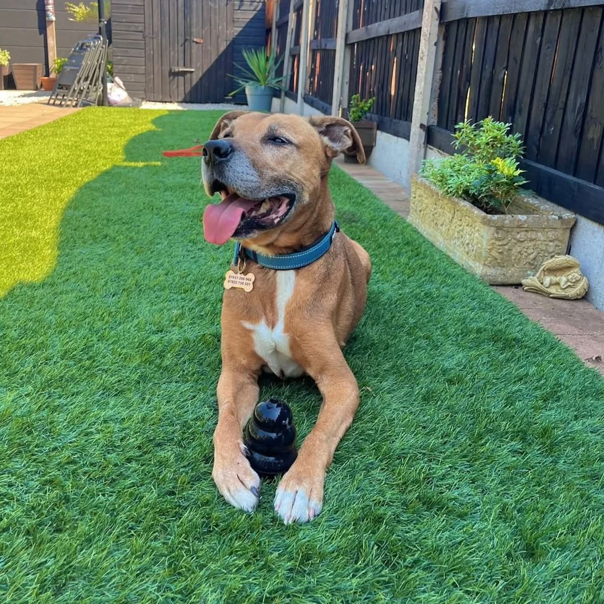 Senior Staffy Club Dog Rescue tweet media