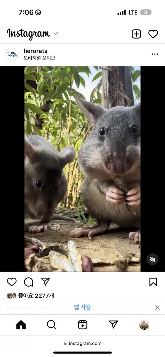 더 중요한 게 있는데 얘네는 햄스터처럼 밥을 볼 주머니에 넣을 수 있는 동물이라 
마가와가 지뢰 탐지 근무했던 직장에서는 금요일마다 이런 영상 올려줌