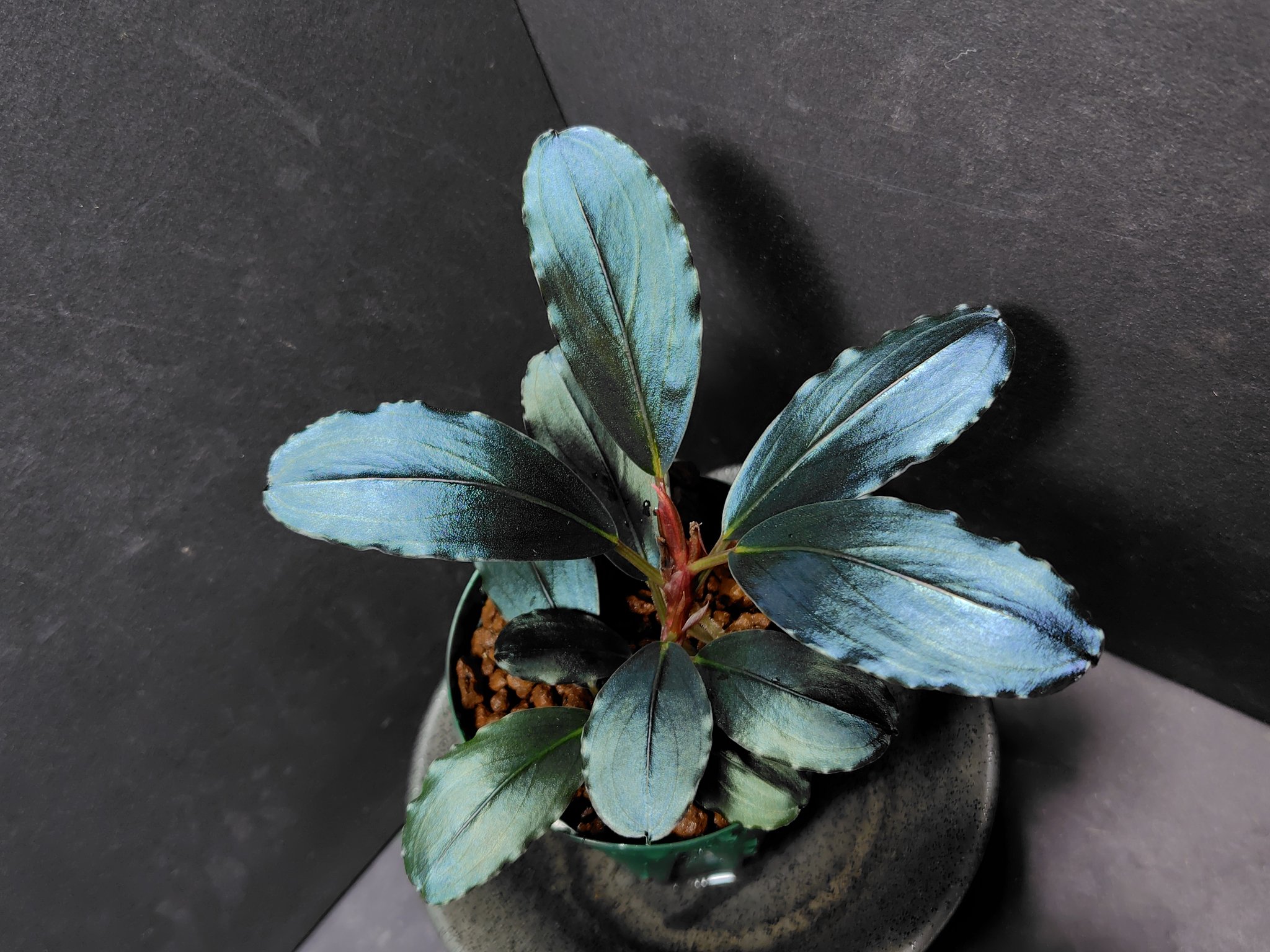 SatoさんBucephalandra 一点物 Bucephalandra sp. Satan Red 大株 2020.10 No.52 | 水草