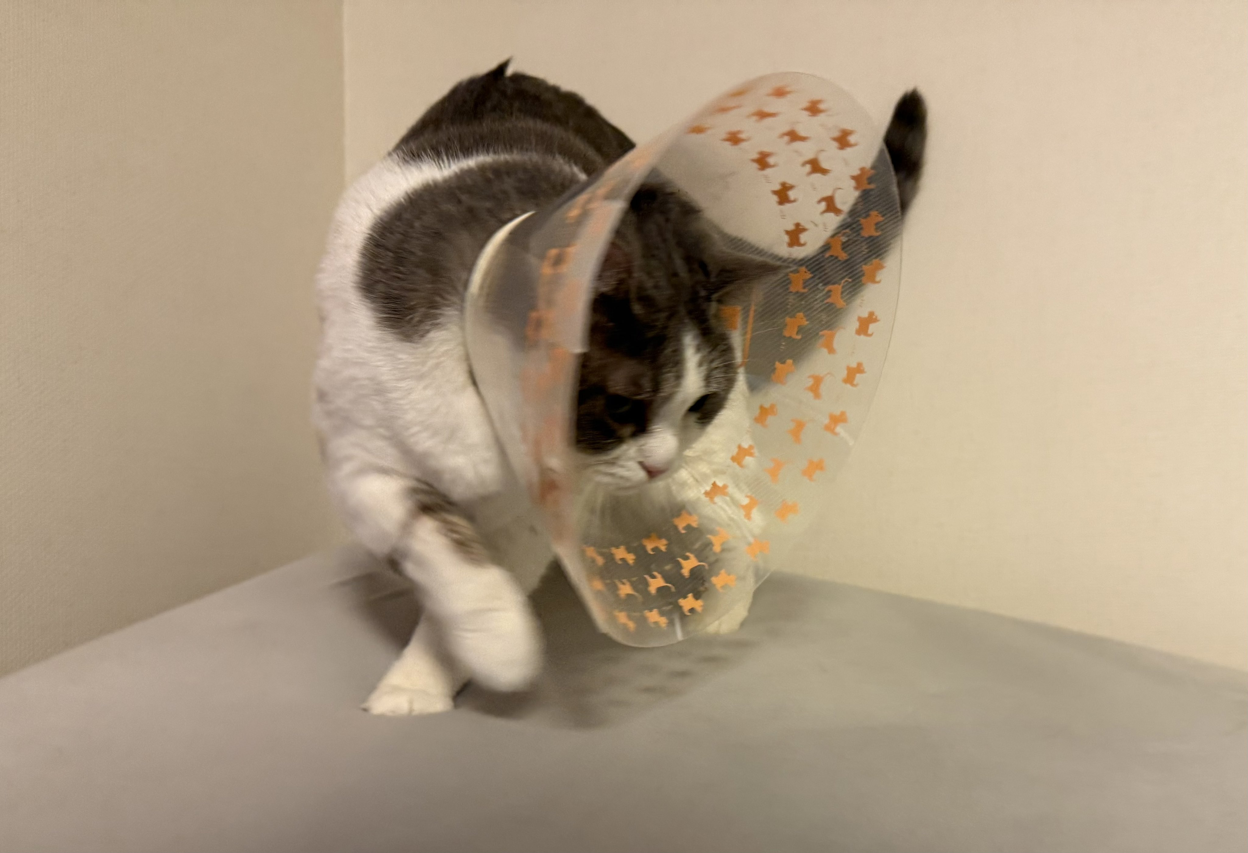 いずもん/まろ様＊mfmf (@7nfxwoi3F8lSqHU) / X