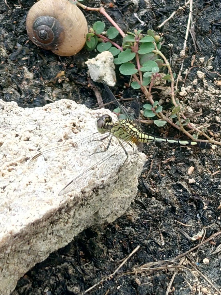 このトンボ、何でしょうか？？
場所は石垣島です！
