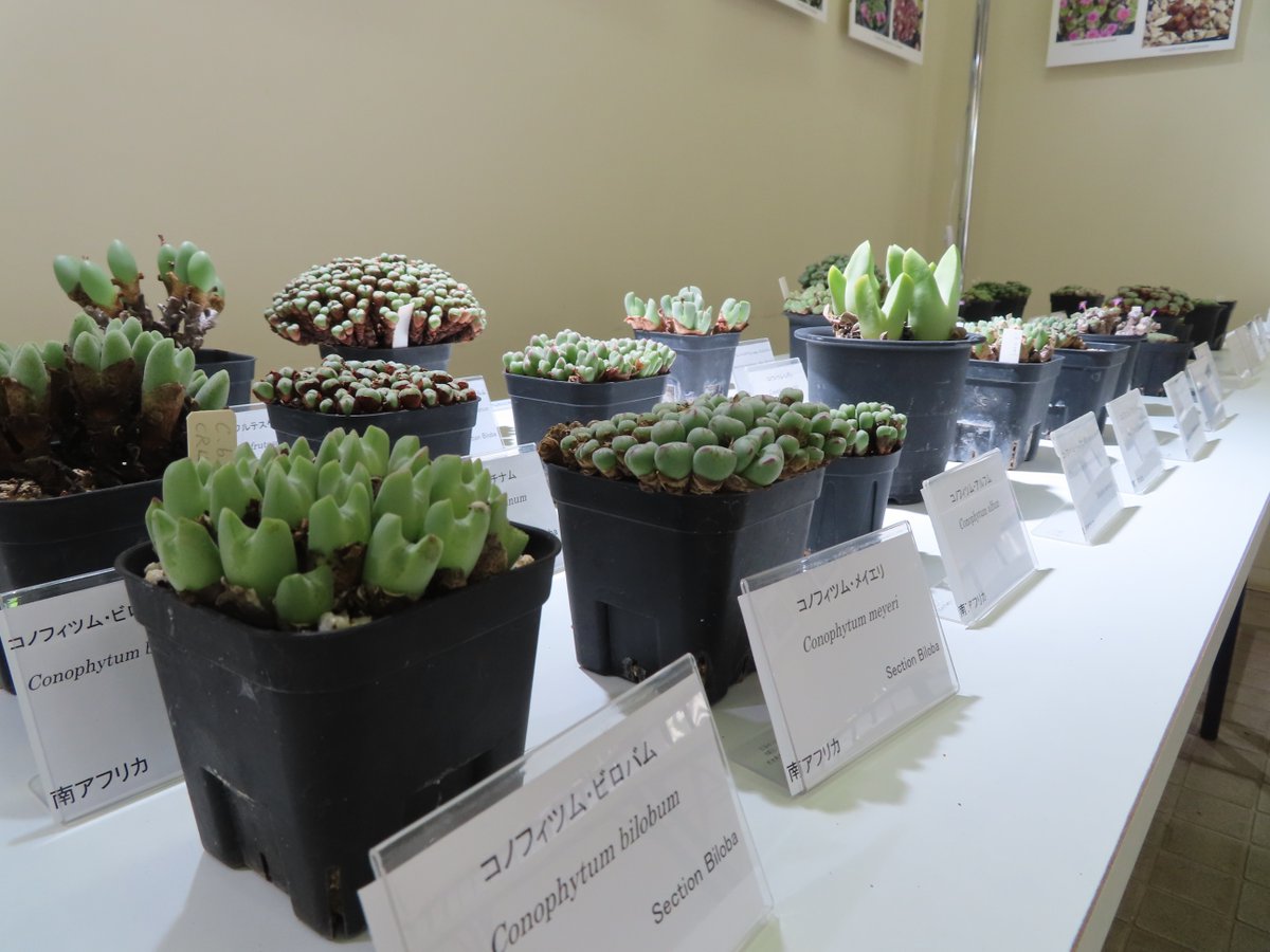 コノフィツム ヤンギー 白花品 youngii aff 多肉植物 メセン コノフィツム ヤンギー youngii - メルカリ