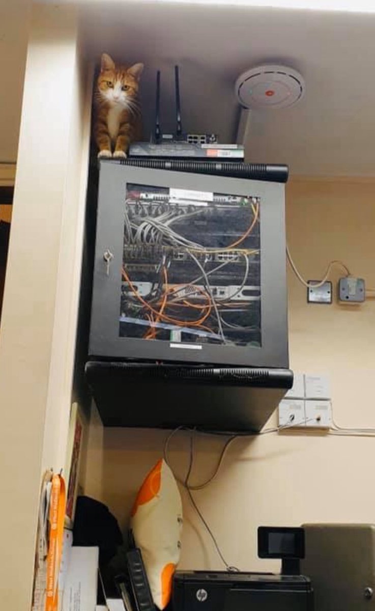 New IT Support Service Activated

If your Wi-Fi drops out, don’t panic…
I’ve upgraded my job role to Senior Network Pawministrator.
All tangled cables will be inspected, all suspicious blinking lights monitored, and all routers guarded from mice.

*adds to Résumé………