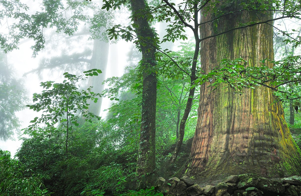 hangzhoufeel's tweet photo. Tianmu Mountain is home to 2,668 species of higher plants and countless varieties of vegetation. Meeting its majestic tree spirits brings healing through the invigorating air, the dappled sunlight, and the rustling leaves, as the wind sings. #Tianmu #LinAn #GuardiansoftheAncientWoods #ALoveLetteroftheSeasonsfromTianmuMountain #5thWCBR #BiosphereReserve #BiosphereMatters
@UNESCO @UNESCO_MAB