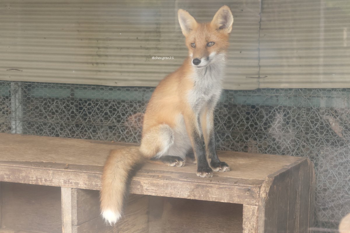 どっちかっていうと男前な感じ(さくら♀) #北きつね牧場