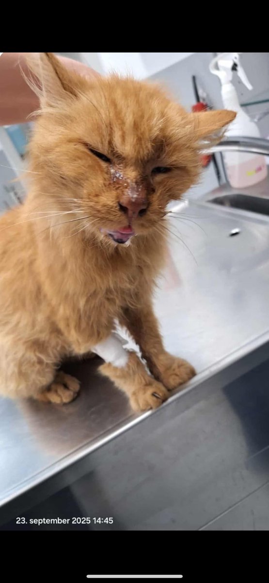 Stellar★ tweet media