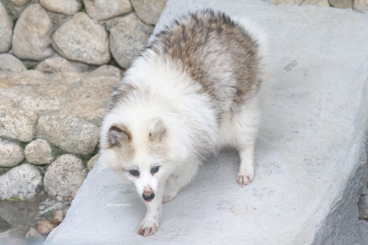 スロープを下るぶちぽん #わんぱーくこうち #ホンドタヌキ