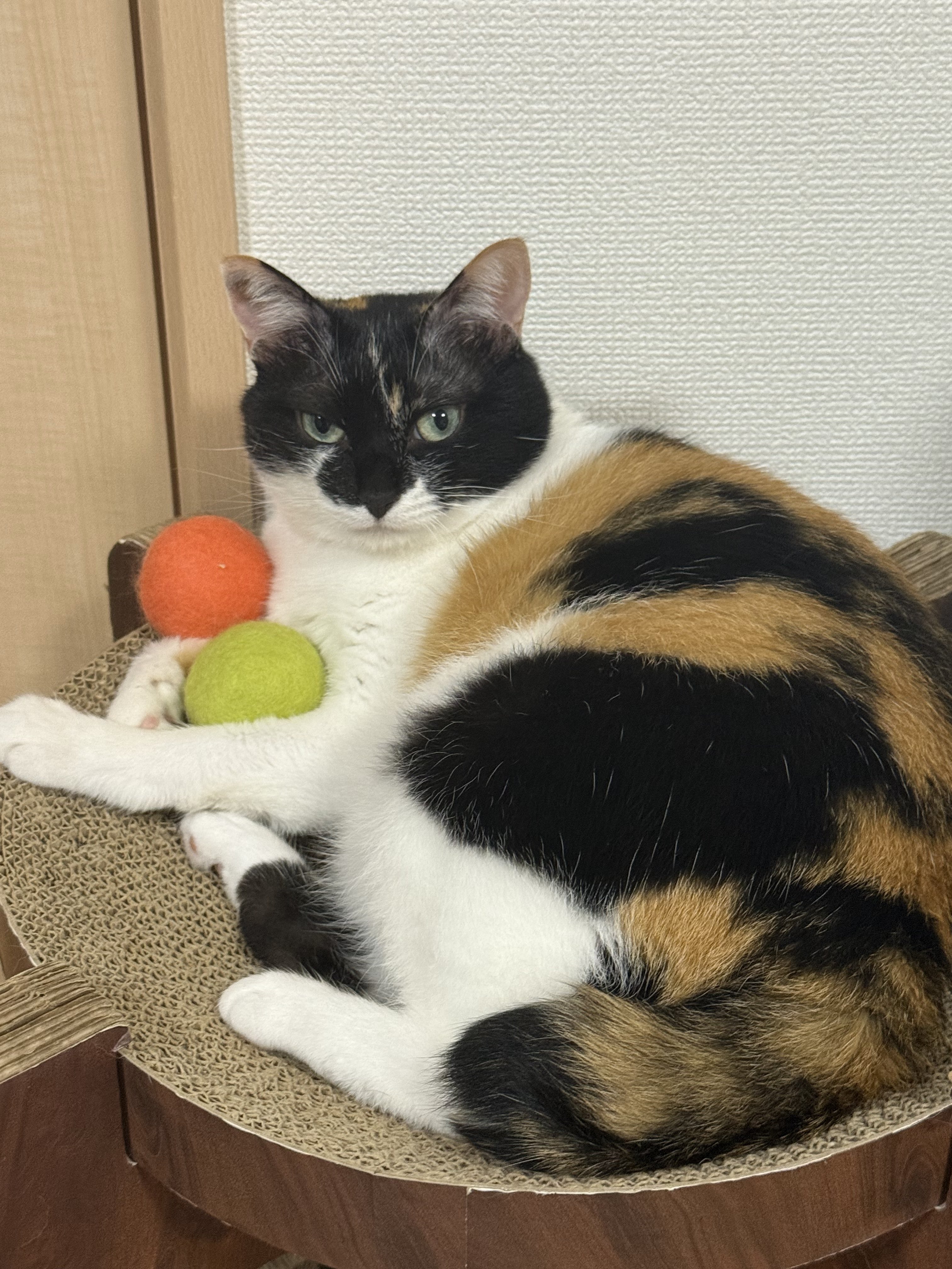 三毛猫 - Search / X