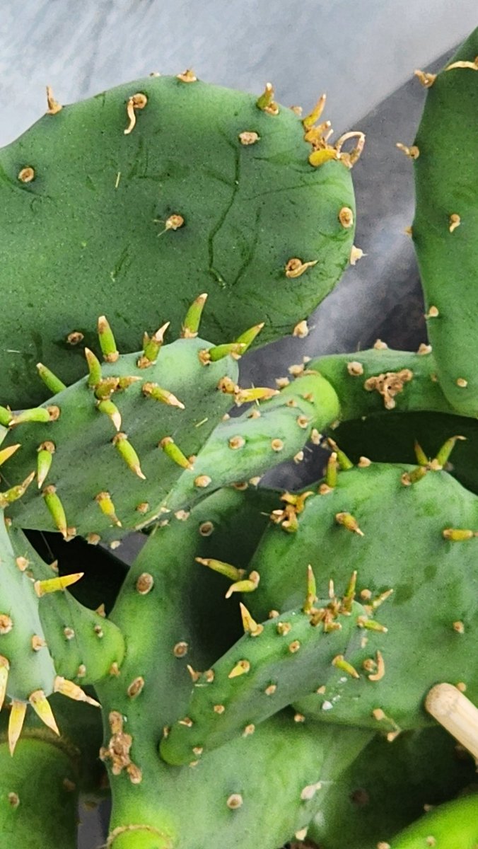 qpghp's tweet image. 작고 귀여운 #다육이 🌵
짙은 초록빛 잎사귀가 모여 아기자기하게 피어나고,
햇살 아래 반짝이며 생기를 전해준다.
자연이