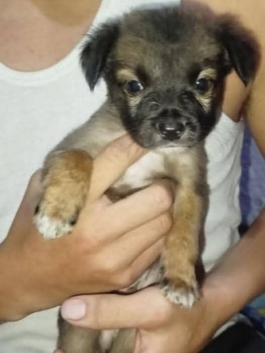 #CARACAS ADOPCION 📷.
Cachorro macho en adopción 📷  mezcla con papá lobo y mamá mestiza, de 1 mes, cumple 2 meses el 4 de octubre 📷. Come solo 📷 .  Se entrega con cariño en Concresa, Baruta o la Trinidad. Será mediano. Contactos: 04248764927 /  04127190792  .