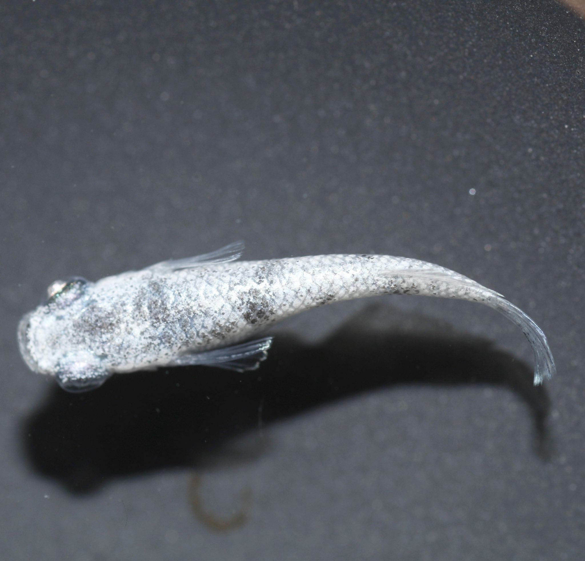 博多ちぇすめだか 桑江良直 (@naomedaka0307) / X