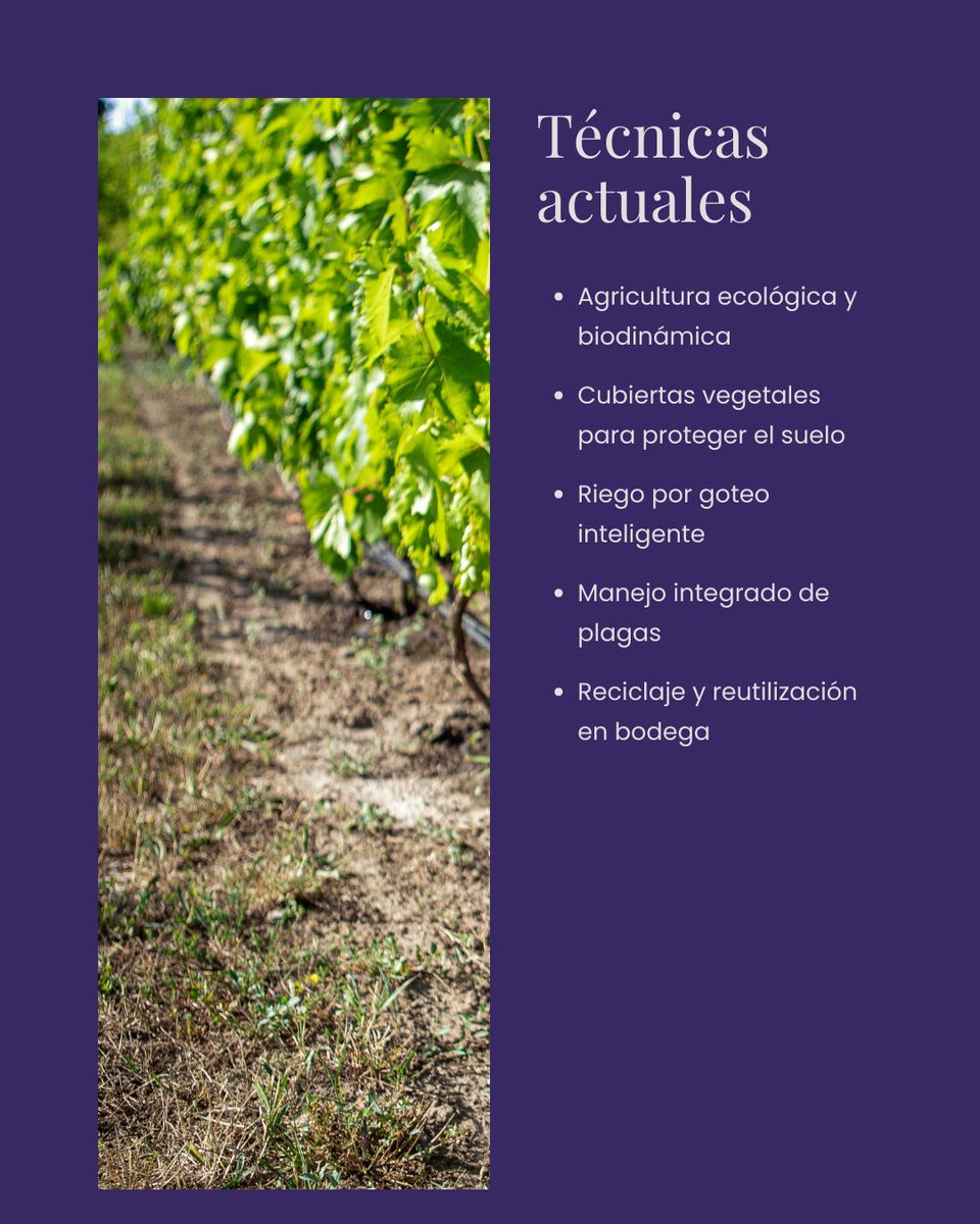 IGP Castelló 🍷 tweet media