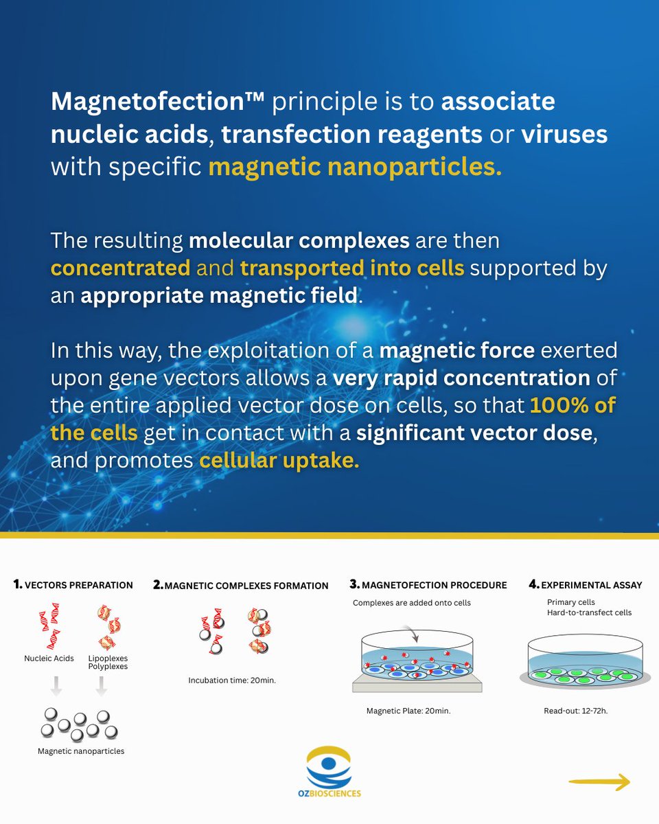 OZBIOSCIENCES's tweet image. What is Magnetofection™ technology, and how can it improve your transfection results?

👉 Swipe to explore the main advantages, protocol steps, and applications of Magnetofection™.

#transfection #magnetofection