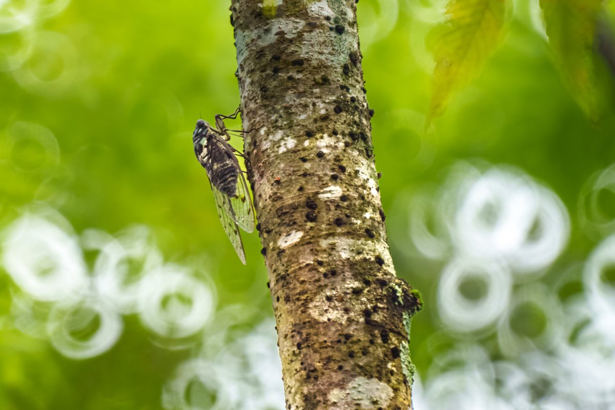 ミンミンゼミさま専用ページ2 コラーゲンゼリー ビタミンC サプリ ミシレルト グルクルコラ