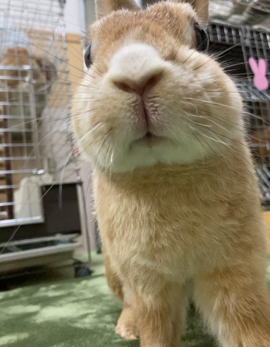 2年前の今日の投稿を見たらみなさんのコメントに当時を思い出して号泣した…😢
仕事してなかったらチョパはもっと長生きできたと今も思うけど今は出会ってくれてありがとうって思ってるよ😊