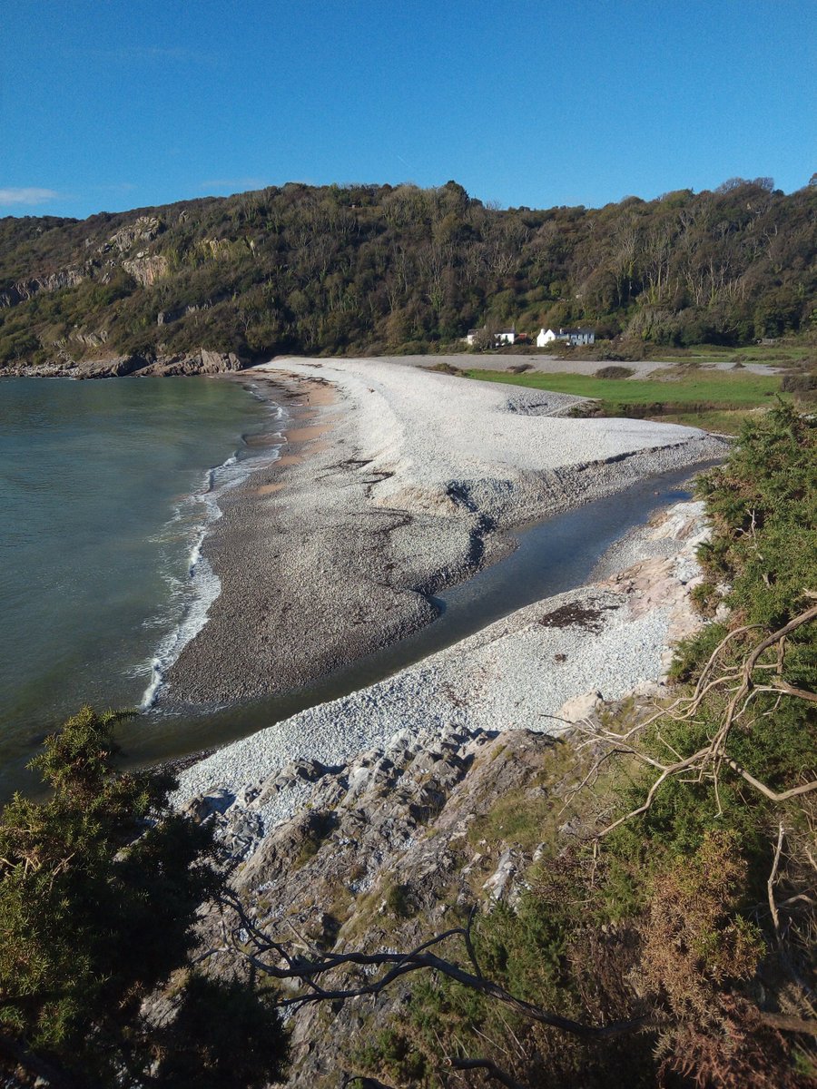 Just seen a Dartford Warbler and a Clouded Yellow #butterfly here at Pwll-Du Bay. Also, numerous House Martins &amp;Swallows, Chiffchaff, Buzzard mewing, Red Admirals, Speckled Woods, Whites: #birds <a href="/GOWEROS1/">GOWEROS1</a> #GowerBirds
