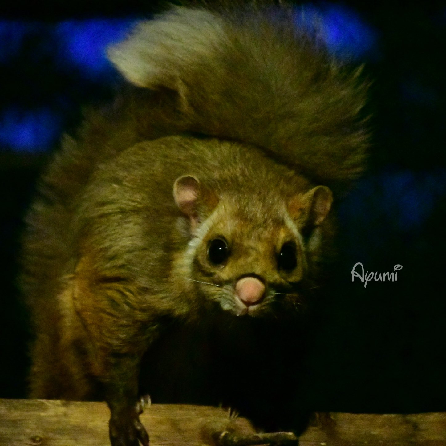 あゆ❤️楽しい保育を応援します♪ 色味昔っぽくて可愛い •ᴗ-⭐️ プリ機はEVERFILM!! 明るさ-5